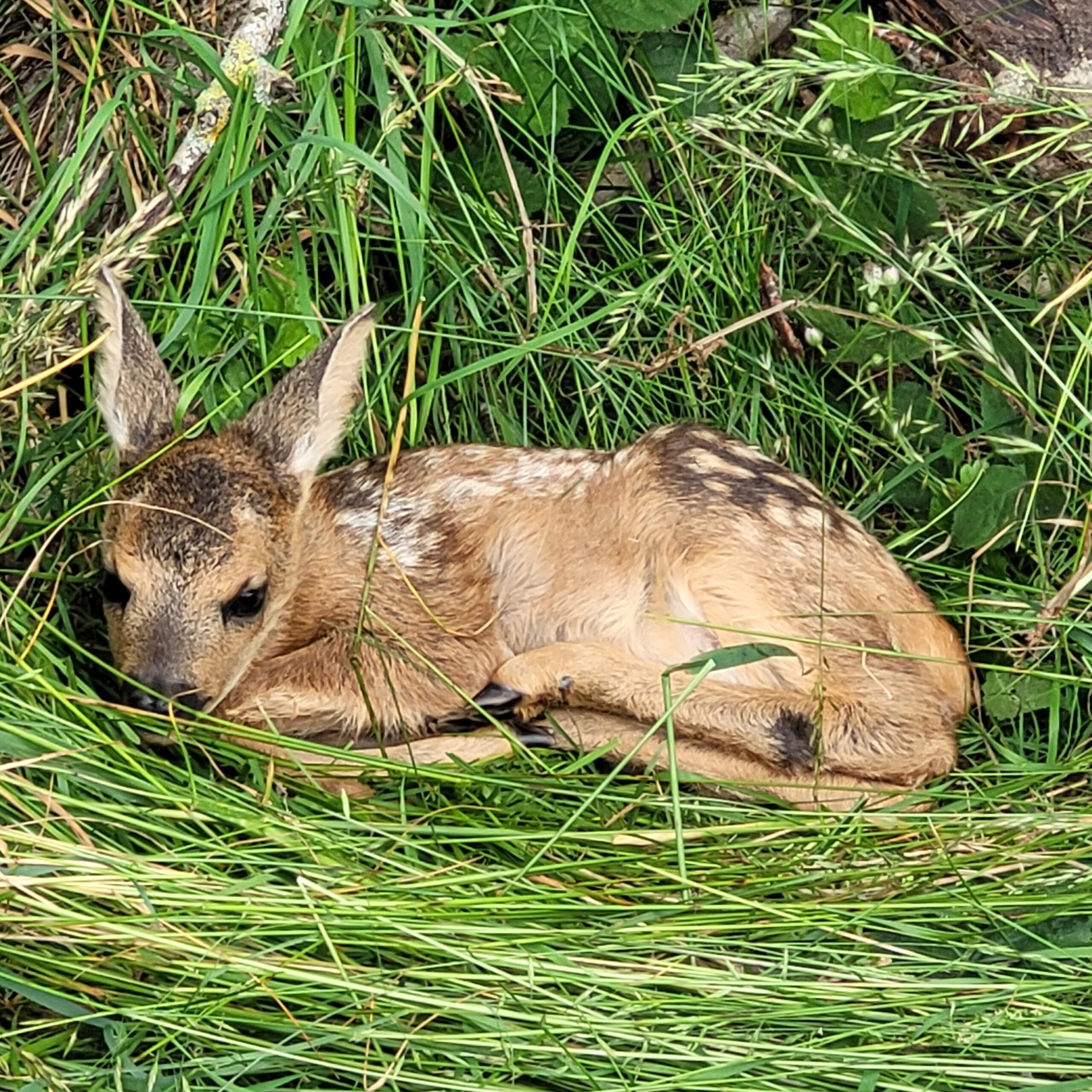 Kitzrettung Prebitz e.V.